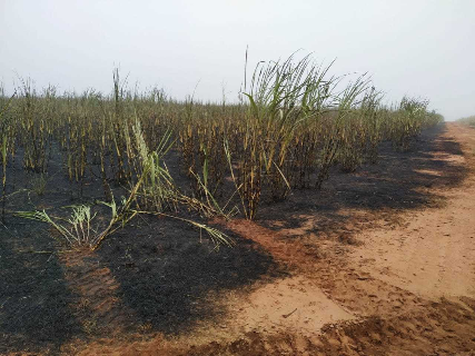 Justi&ccedil;a manda usina recuperar 123 hectares incendiados por colheitadeira