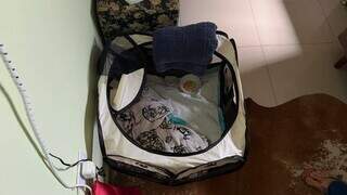 Galo Alcione dorme na cama e ajuda menina de 10 anos a enfrentar o luto
