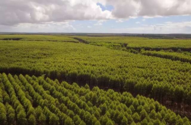 MS prorroga em tr&ecirc;s meses prazo para cadastro de florestas plantadas
