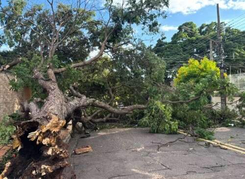 Defesa Civil alerta para tempestade e ventos fortes em Campo Grande