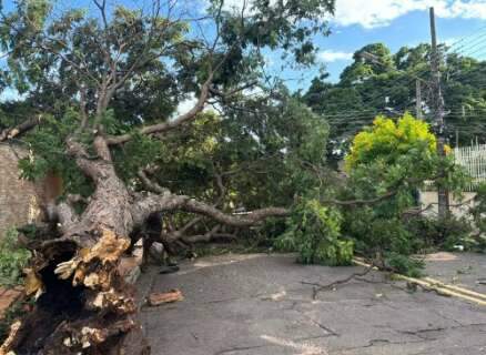 Defesa Civil alerta para tempestade e ventos fortes em Campo Grande