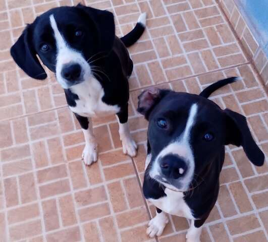 Laika perdeu irm&atilde; g&ecirc;mea, desaparecida na regi&atilde;o das Moreninhas