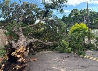 Defesa Civil alerta para tempestade e ventos fortes em Campo Grande