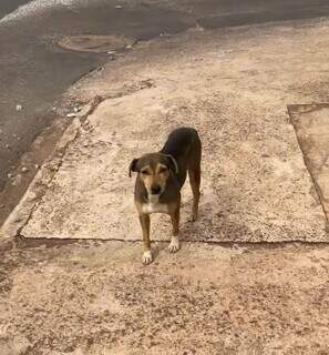 Sorriso já sofreu com abandono, atropelamento e agora busca um lar Sorriso já sofreu com abandono, atropelamento e agora busca um lar