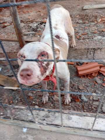 Pitbull encontrado com sinais de abuso em Campo Grande