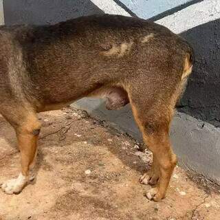 Sorriso já sofreu com abandono, atropelamento e agora busca um lar Sorriso já sofreu com abandono, atropelamento e agora busca um lar