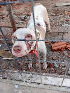 Pitbull &eacute; encontrado com ferimentos e morador suspeita de maus-tratos