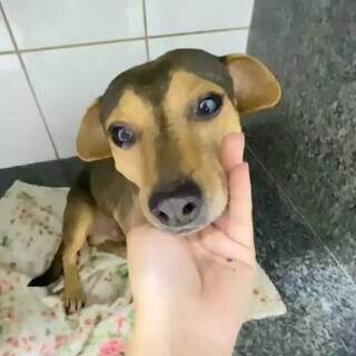 Sorriso já sofreu com abandono, atropelamento e agora busca um lar Sorriso já sofreu com abandono, atropelamento e agora busca um lar