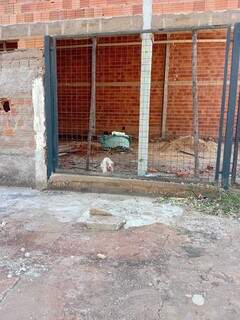 Pitbull é encontrado com ferimentos e morador suspeita de maus-tratos Pitbull é encontrado com ferimentos e morador suspeita de maus-tratos