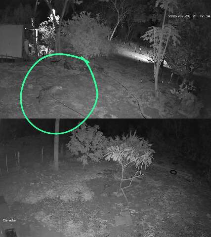 Ap&oacute;s Corumbella, nova on&ccedil;a aparece perto de casas em Corumb&aacute;