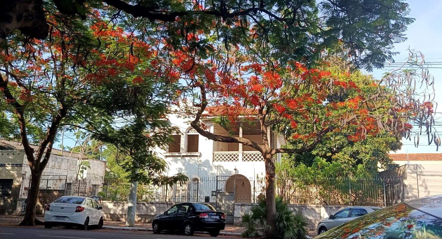 Arborização e Energia: Corumbá discute manejo de árvores