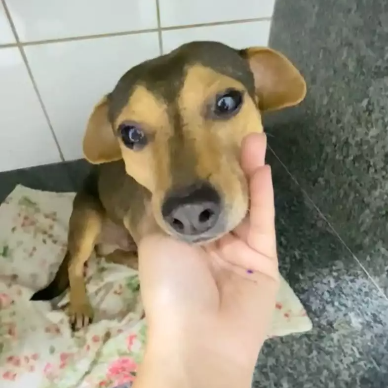 Cão "Sorriso" busca lar após abandono e atropelamento em Campo Grande