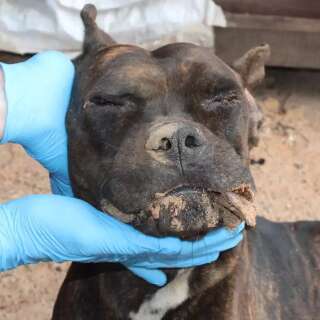 Dupla &eacute; presa ap&oacute;s invas&atilde;o, morte de c&atilde;o e camionete incendiada em Campo Grande