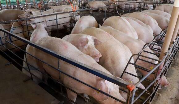 MS amplia produ&ccedil;&atilde;o de su&iacute;nos em 18% no semestre, mas pre&ccedil;o do animal recua 25%