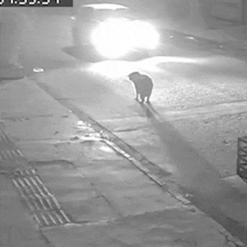 Capivara surpreende moradora ao aparecer em rua do Caiob&aacute; durante a madrugada