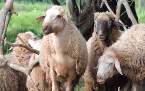 Leite pode ampliar rebanho e salvar animal pantaneiro amea&ccedil;ado de extin&ccedil;&atilde;o