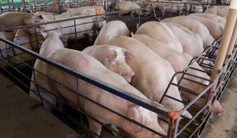 MS amplia produ&ccedil;&atilde;o de su&iacute;nos em 18% no semestre, mas pre&ccedil;o do animal recua 25%