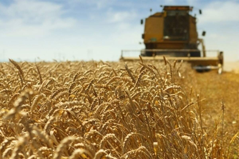 Tempo seco acelera colheita, mas estiagem amea&ccedil;a produ&ccedil;&atilde;o de trigo em MS