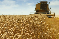 Tempo seco acelera colheita, mas estiagem amea&ccedil;a produ&ccedil;&atilde;o de trigo em MS