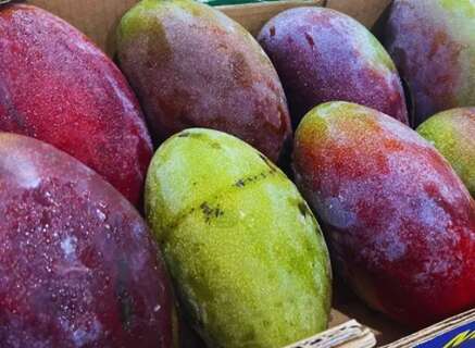 Ceasa registra em MS a alta de pre&ccedil;os das frutas e queda de batata e tomate