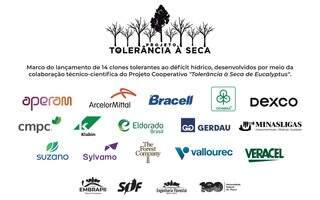 Vale da Celulose inicia produ&ccedil;&atilde;o de eucalipto que consome menos &aacute;gua