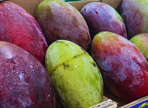 Ceasa registra em MS a alta de pre&ccedil;os das frutas e queda de batata e tomate