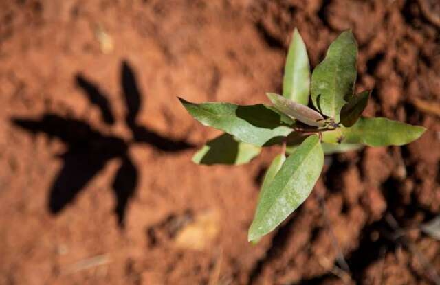 Vale da Celulose inicia produ&ccedil;&atilde;o de eucalipto que consome menos &aacute;gua