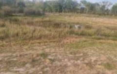 &Aacute;rea de Cerrado quase do tamanho de Vit&oacute;ria vai virar pasto e lavoura em MS