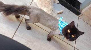 Gato persa com infec&ccedil;&atilde;o desaparece e tutora oferece recompensa para quem achar