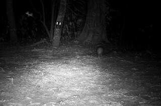 Monitoramento na Serra do Amolar registra raro casal de tatu-bola