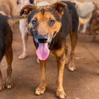 Ap&oacute;s acordo na Justi&ccedil;a, ONG faz feira para encontrar lar para 73 animais