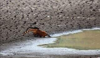 Monitoramento cont&iacute;nuo pode frear perda de &aacute;gua no Pantanal