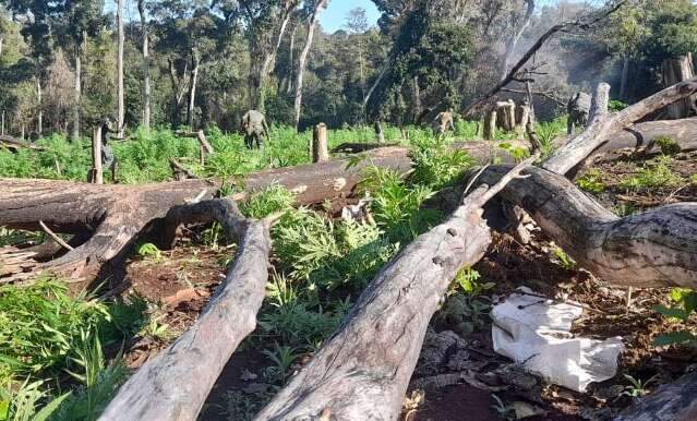 Brasil e Paraguai lan&ccedil;am maior ofensiva da hist&oacute;ria contra ro&ccedil;as de maconha