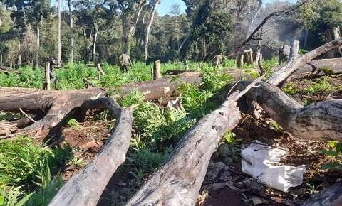 Brasil e Paraguai lan&ccedil;am maior ofensiva da hist&oacute;ria contra ro&ccedil;as de maconha
