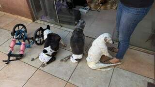 Cães com deficiência formam "gangue de rodinhas" na casa da veterinária Cães com deficiência formam "gangue de rodinhas" na casa da veterinária