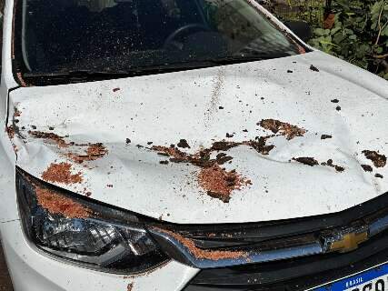 Galho de &aacute;rvore cai sobre carro estacionado em rua da regi&atilde;o central