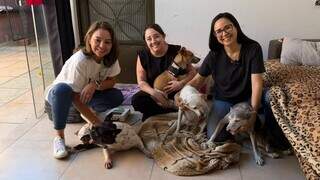 Cães com deficiência formam "gangue de rodinhas" na casa da veterinária Cães com deficiência formam "gangue de rodinhas" na casa da veterinária