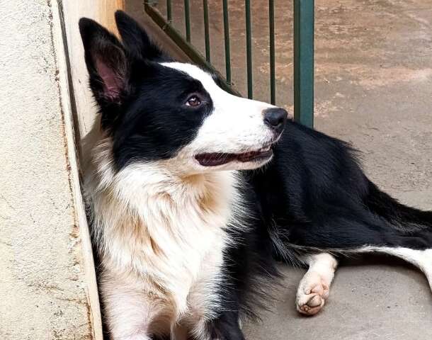 Billy escapou ap&oacute;s o port&atilde;o abrir com o temporal no Parque do Sol