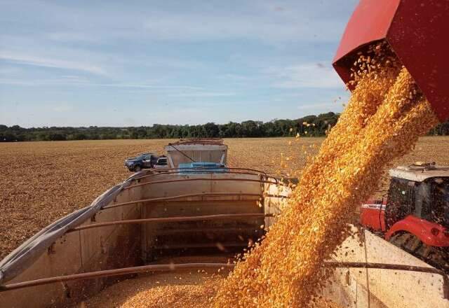 Definidos per&iacute;odos de menor risco para plantio do milho safrinha em MS