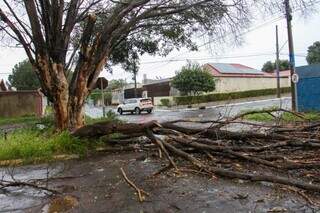 Galhos de árvore seca caem durante chuva e interditam rua no Guanandi Galhos de árvore seca caem durante chuva e interditam rua no Guanandi