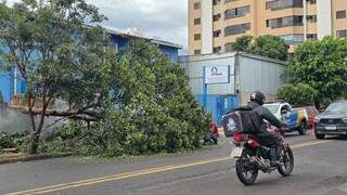 Abacateiro de grande porte cai sobre dois carros após temporal em Campo Grande Abacateiro de grande porte cai sobre dois carros após temporal em Campo Grande