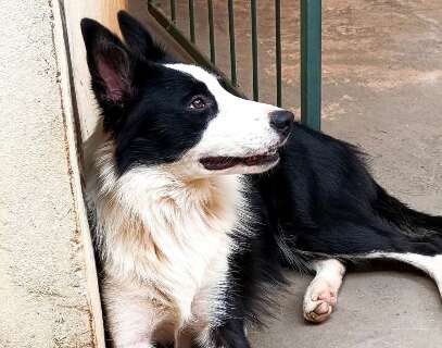 Billy escapou ap&oacute;s o port&atilde;o abrir com o temporal no Parque do Sol