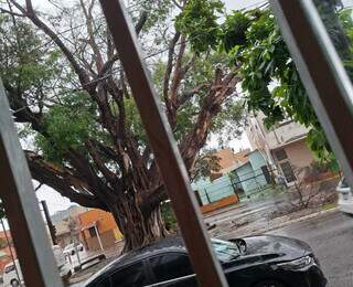 Motorista libera pista após queda de galhos e moradora pede poda urgente Motorista libera pista após queda de galhos e moradora pede poda urgente