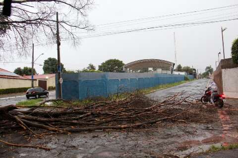 Galhos de &aacute;rvore seca caem durante chuva e interditam rua no Guanandi