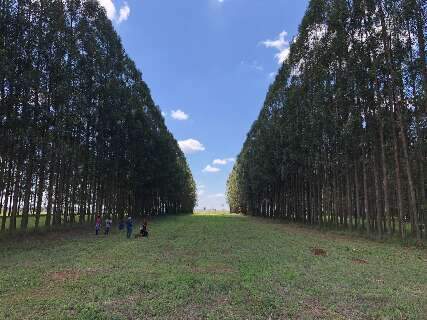 Medi&ccedil;&atilde;o do carbono no solo pode fortalecer meta clim&aacute;tica de Mato Grosso do Sul
