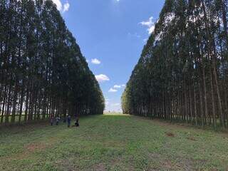 Medição do carbono no solo pode fortalecer meta climática de Mato Grosso do Sul Medição do carbono no solo pode fortalecer meta climática de Mato Grosso do Sul