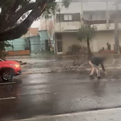Motorista libera pista ap&oacute;s queda de galhos e moradora pede poda urgente 