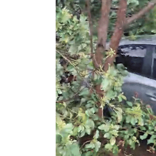 &Aacute;rvore de grande porte cai sobre dois carros ap&oacute;s temporal em Campo Grande