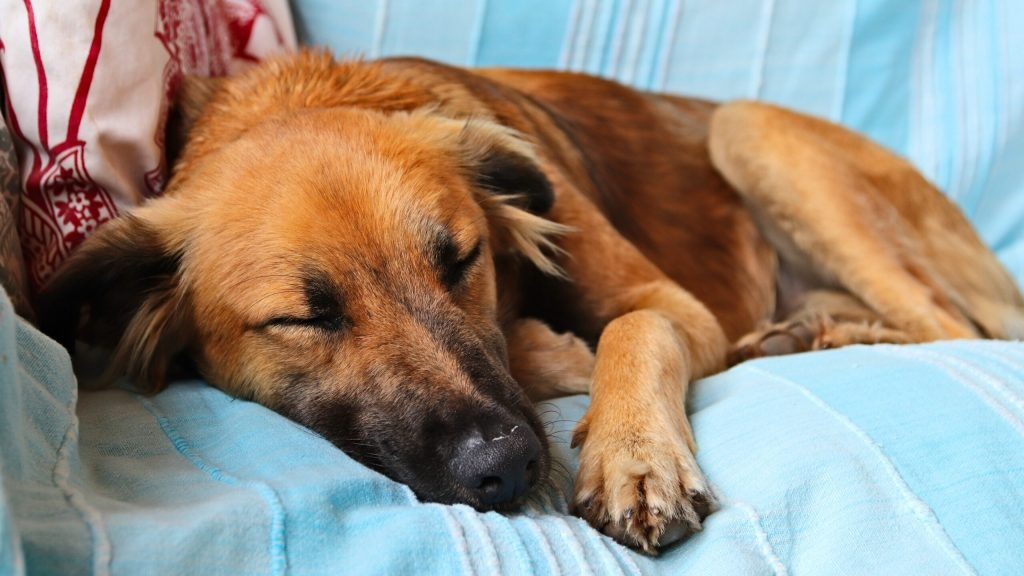 Não acorde de repente: sono profundo dos cães exige cuidado