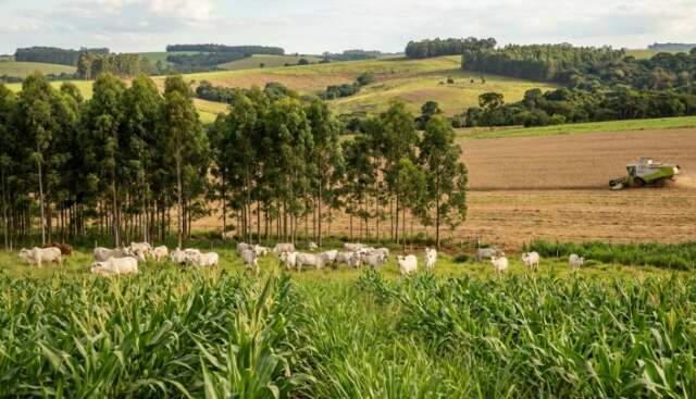 Suzano e Eldorado pagaram mais de R$ 5 bilh&otilde;es em terras que eram da pecu&aacute;ria